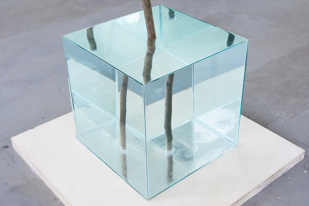 vessel 60x60x60 cm, glass 6 mm thick, water, hazel stick